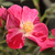Rdeča - Vrtnice Polianta - Ruby™